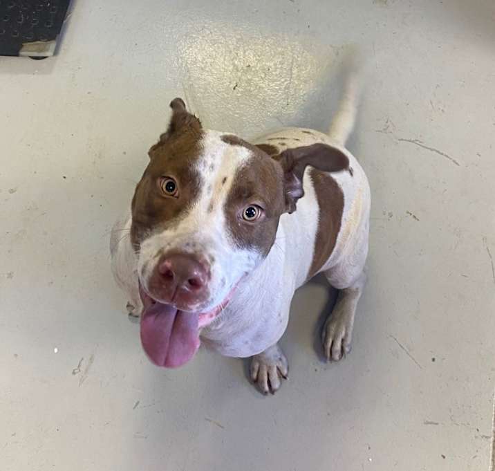 Photo of Okie
