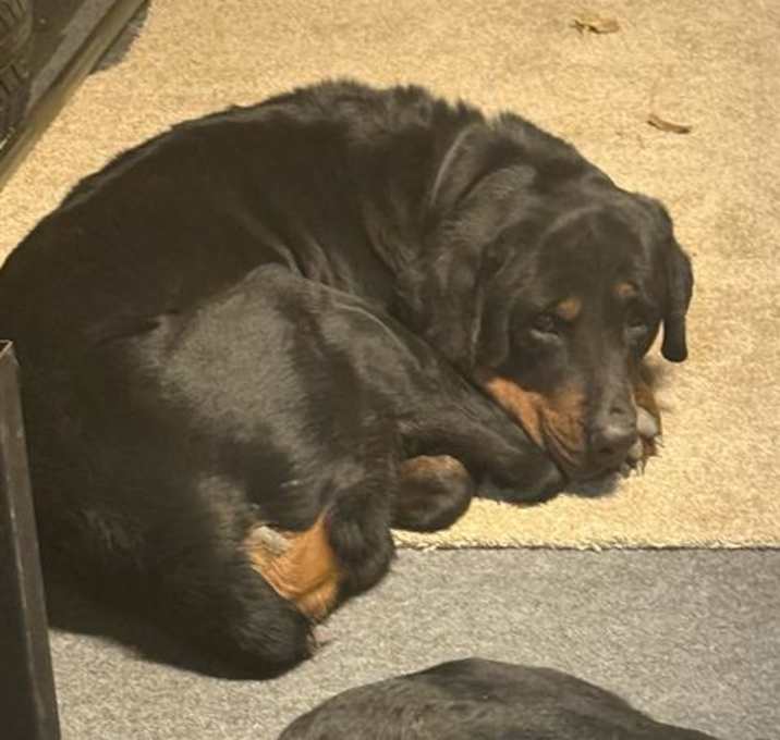Photo of ACE