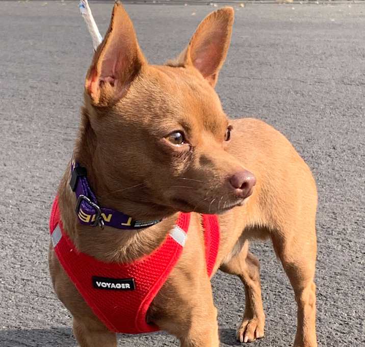 Photo of Brownie