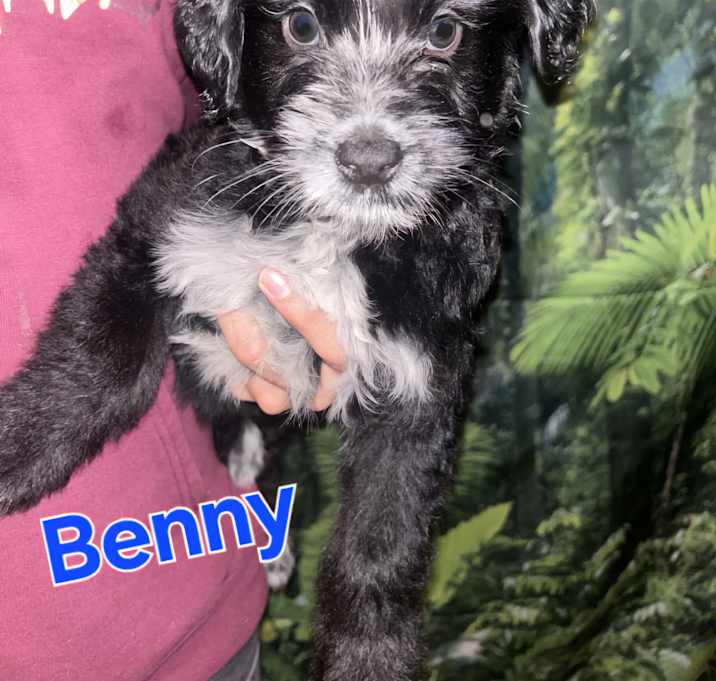 Photo of Benny