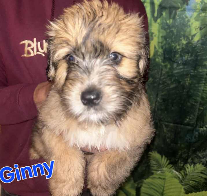 Photo of Ginny