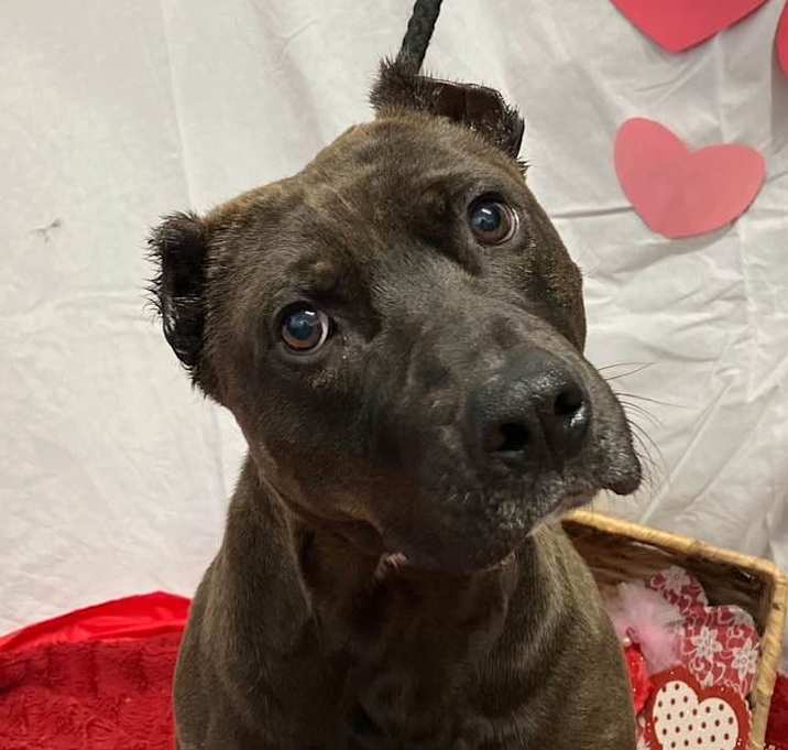 Photo of Chaco
