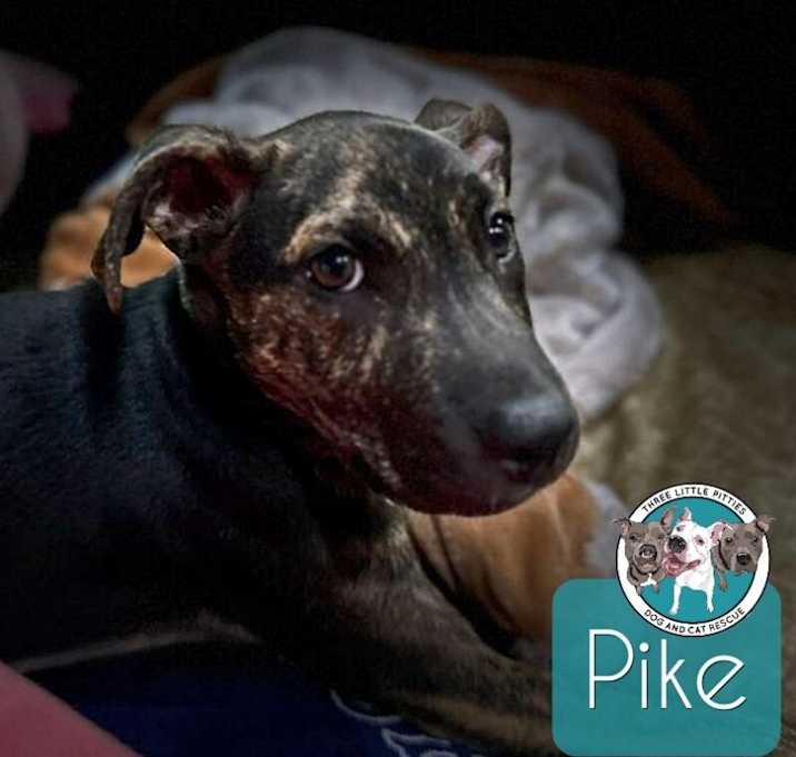 Photo of Pike Latte