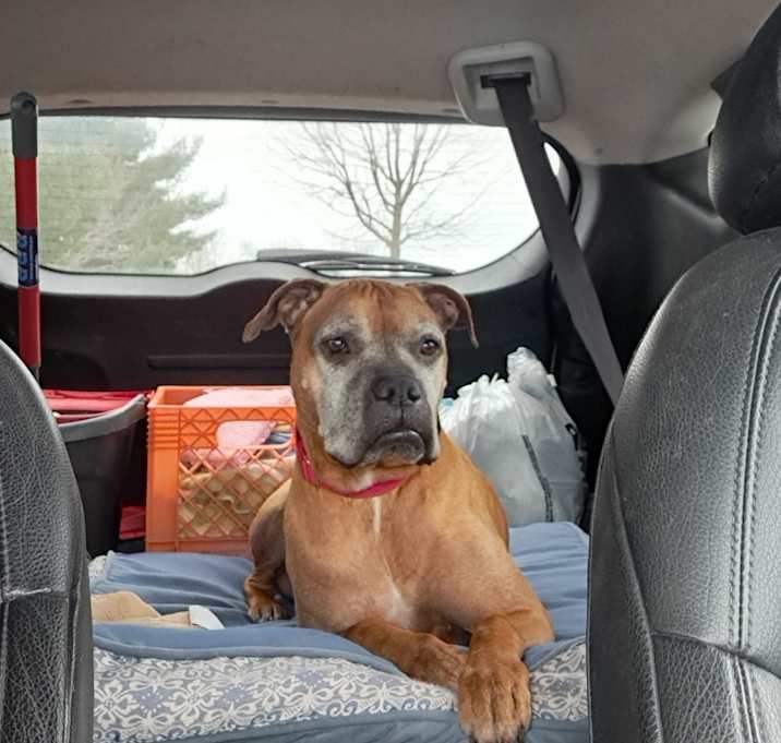 Photo of Rufus