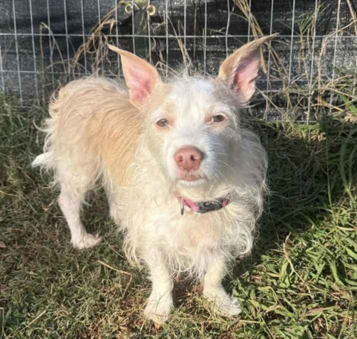 Photo of Sadie