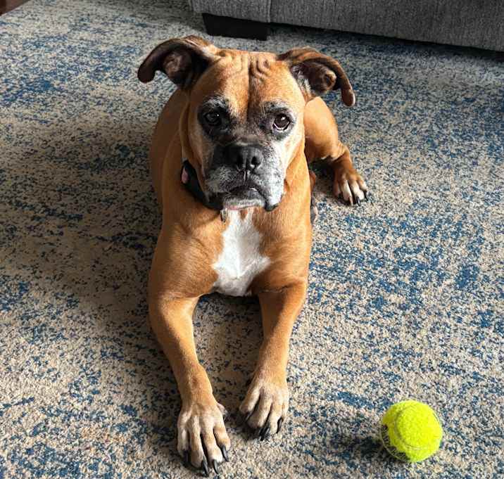 Photo of Piper