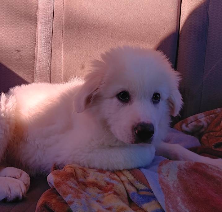 Photo of Casper