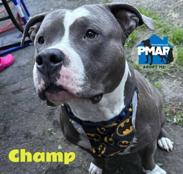 Photo of Champ