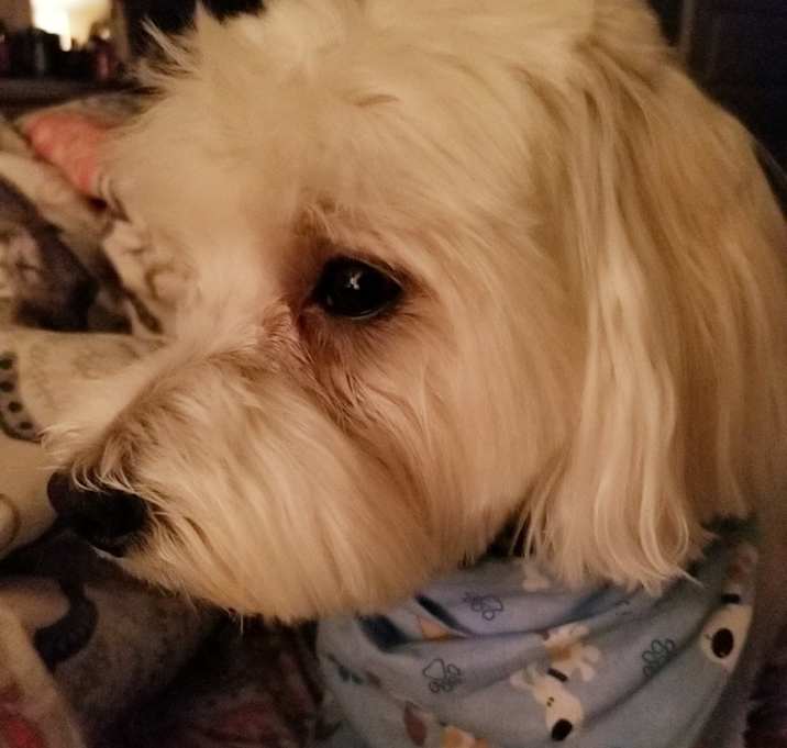 Photo of Dakota
