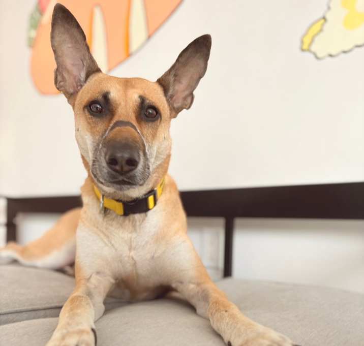 Photo of Ginger