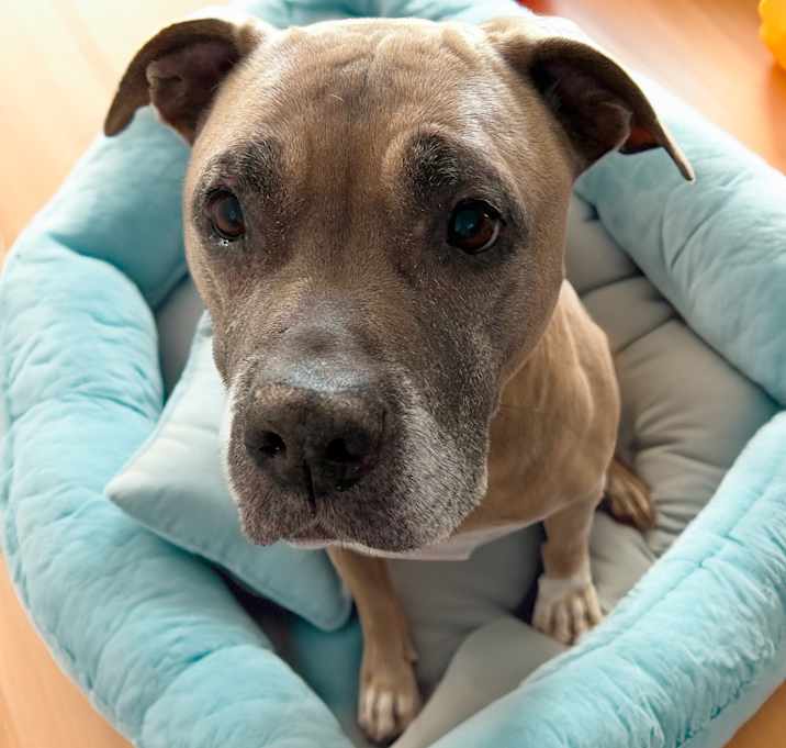 Photo of Penny