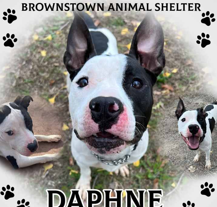 Photo of DAPHNE