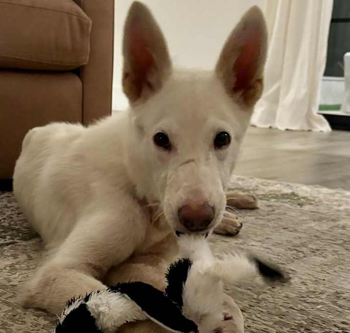 Photo of Rocket