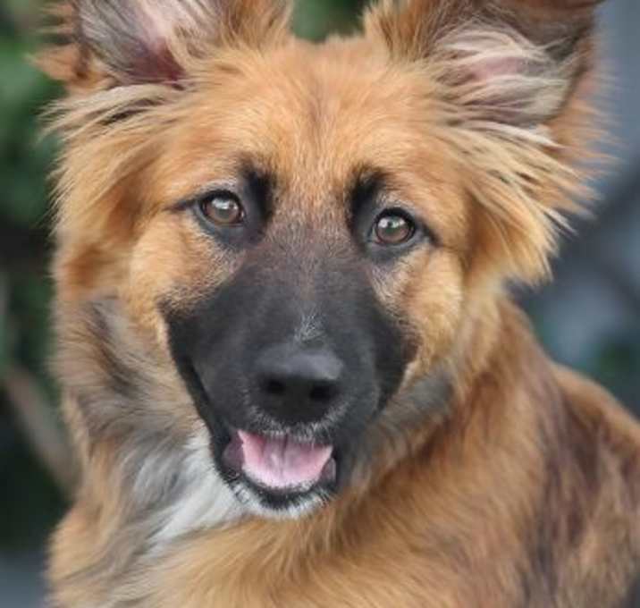 Photo of Sadie WSR