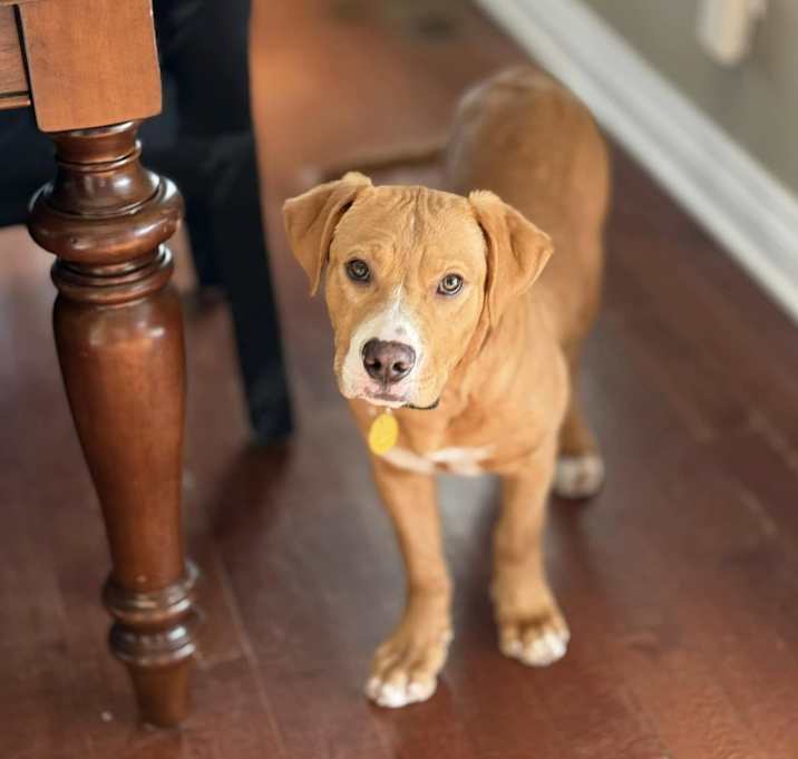 Photo of Presley