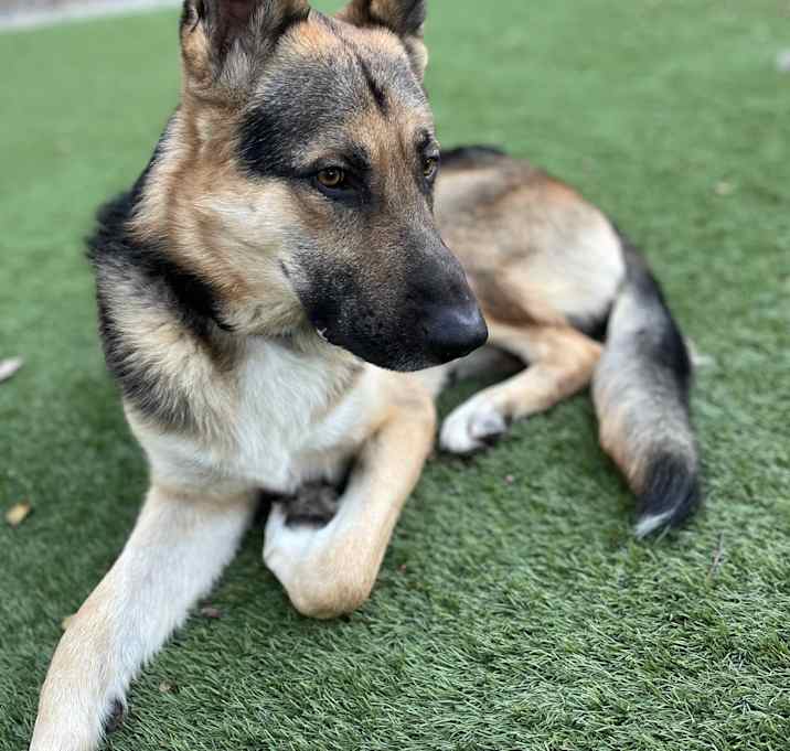 Photo of Hachiko
