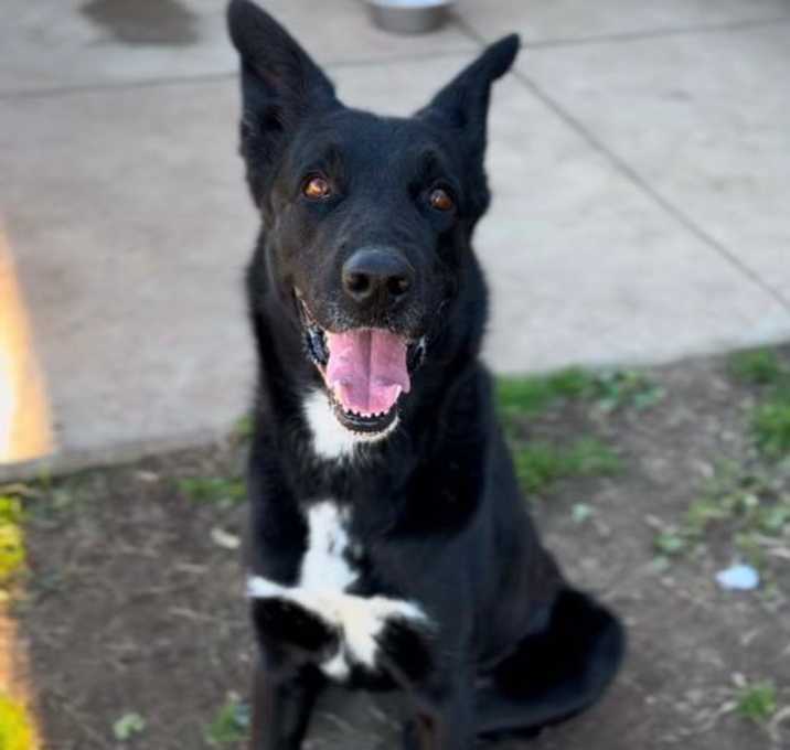 Photo of RAVEN