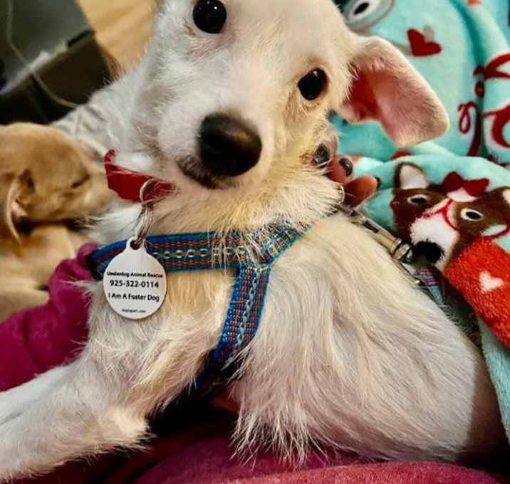 Photo of Willow