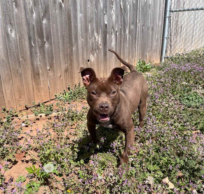 Photo of Stella