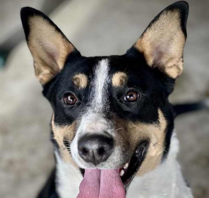 Photo of BRONCO