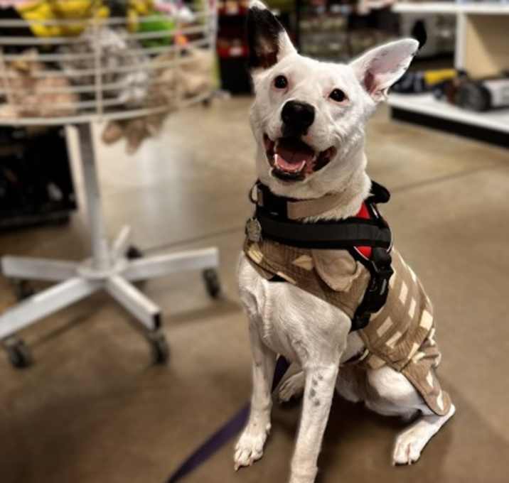 Photo of Echo