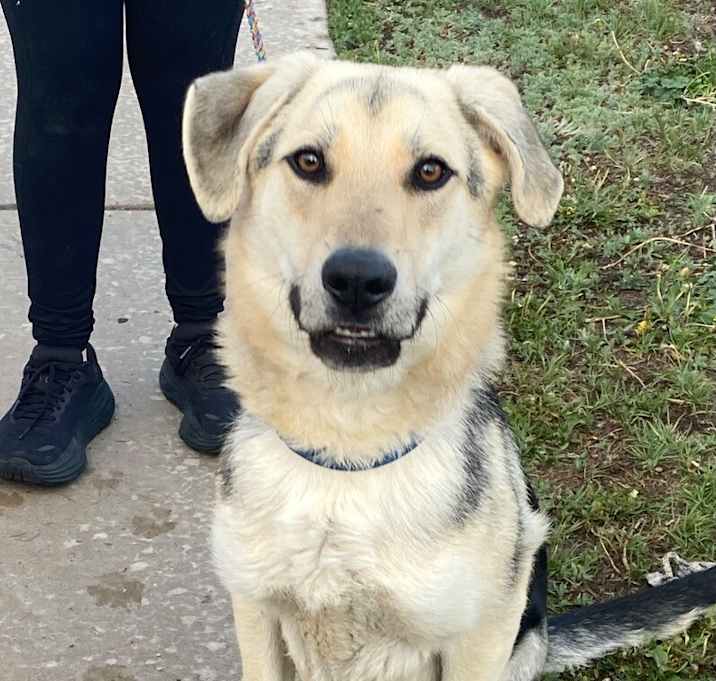 Photo of Rex