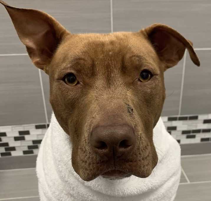 Photo of Daisy