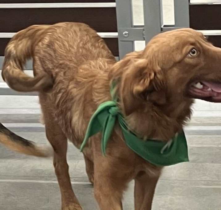 Photo of Ginger