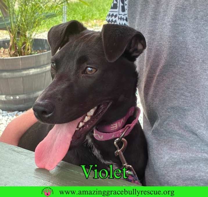 Photo of Violet