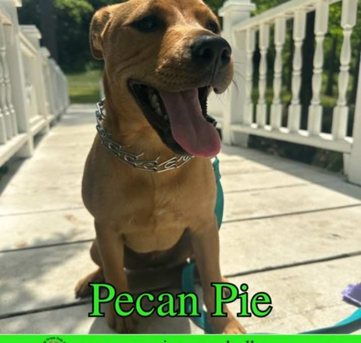 Photo of Pecan Pie