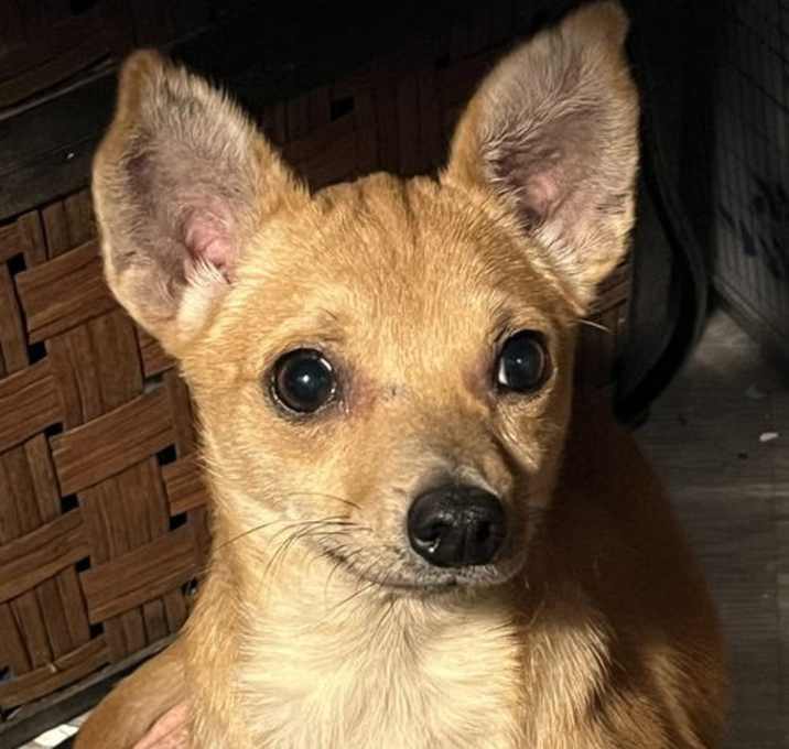 Photo of Huli
