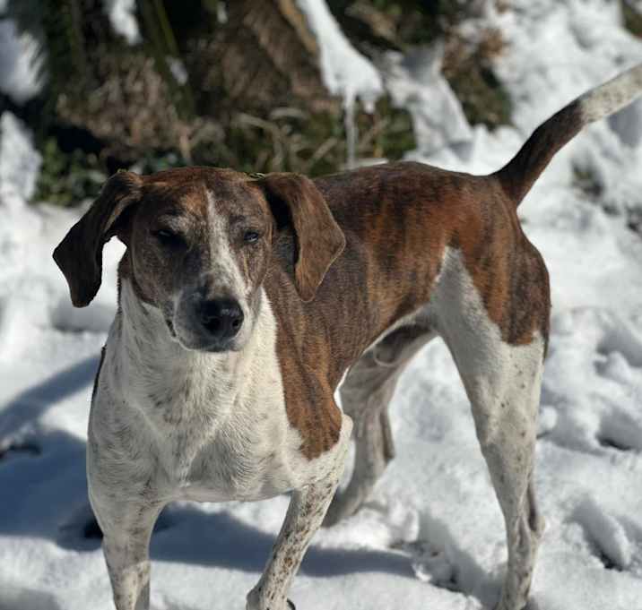 Photo of Brach