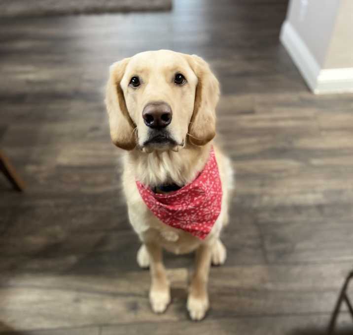 Photo of Brodie