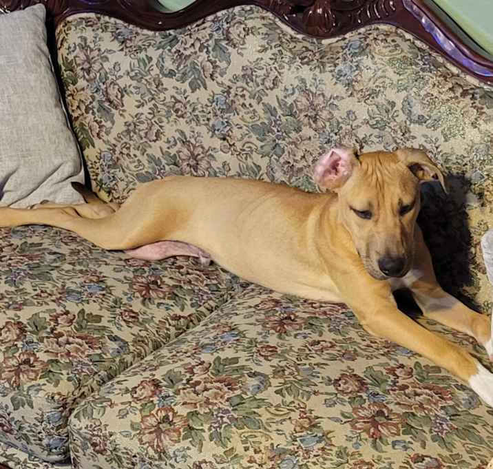 Photo of Desi