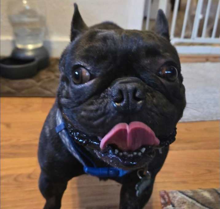 Photo of PONCHO