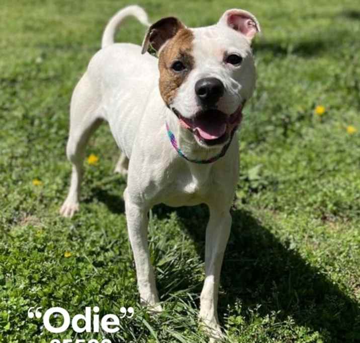 Photo of Odysseus
