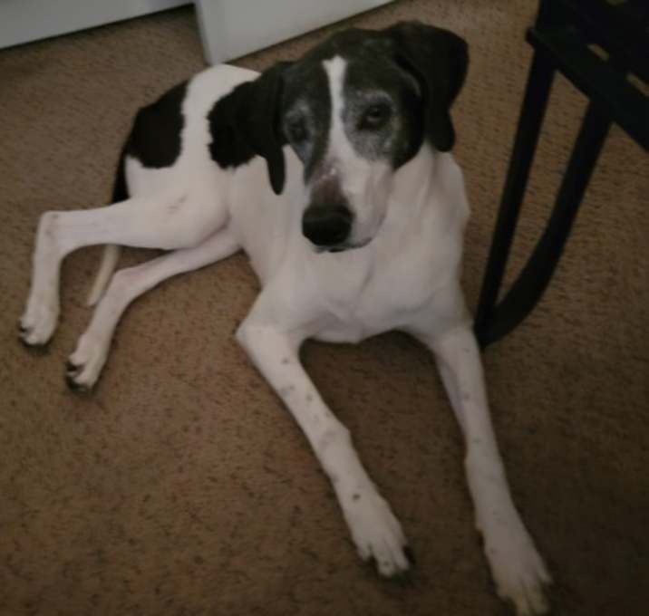 Photo of Elsie (in foster)