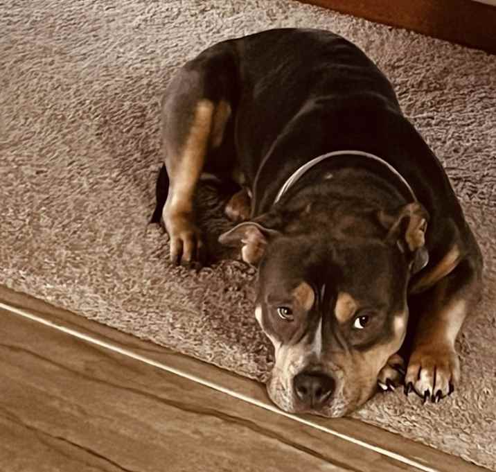 Photo of Buck