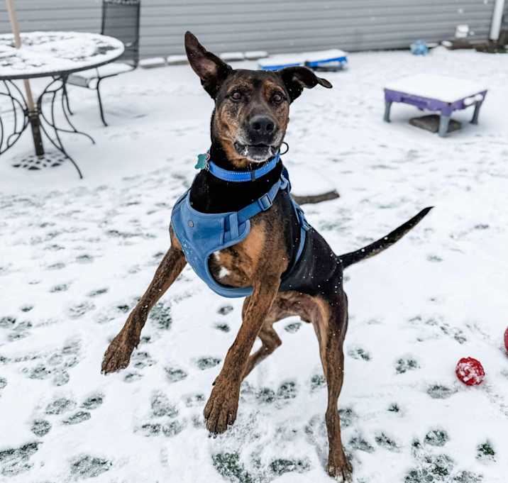 Photo of Bruiser