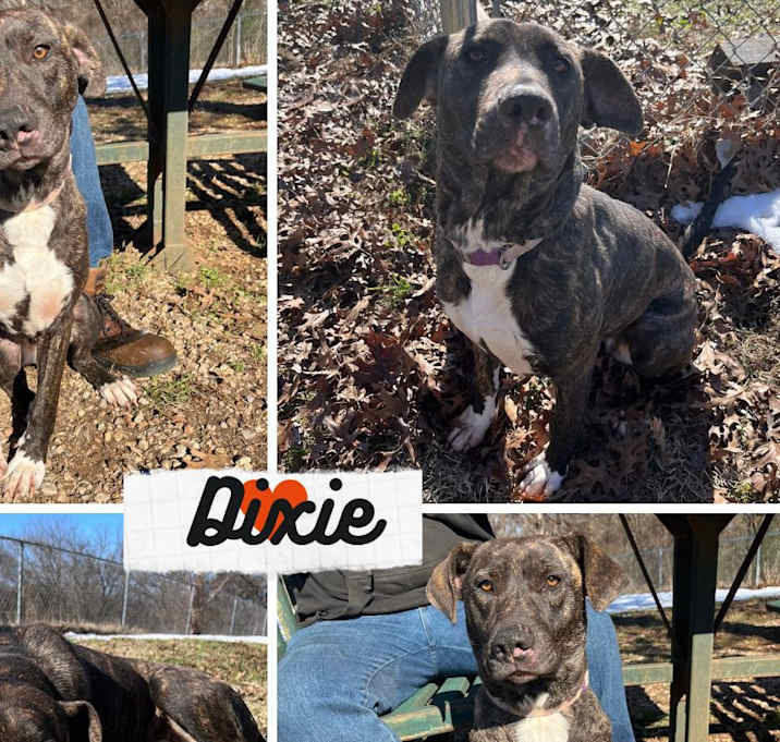 Photo of Dixie