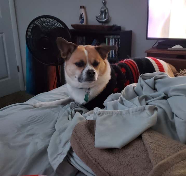 Photo of Moose