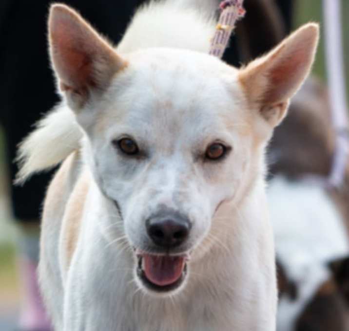 Photo of Lombard (Soi Dog)