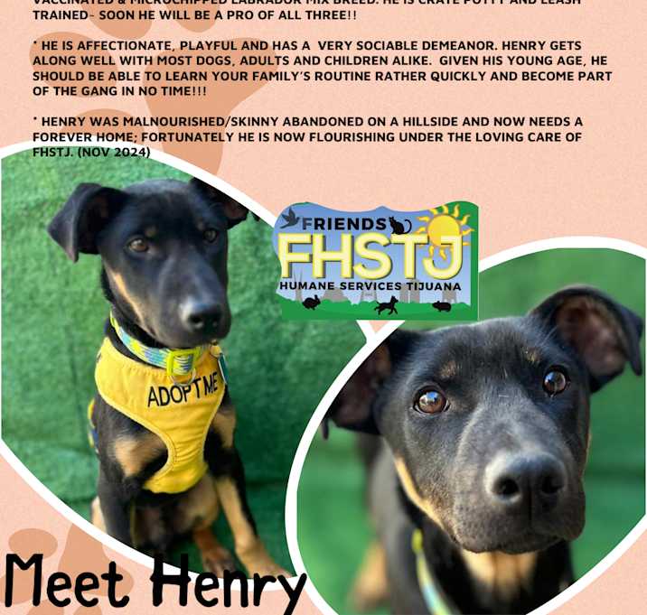 Photo of Henry