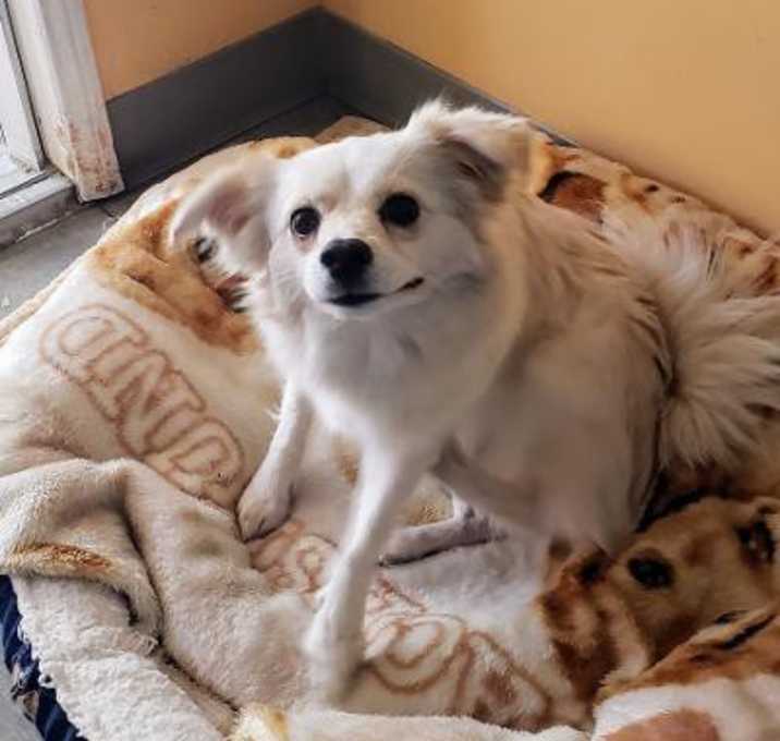 Photo of Nala