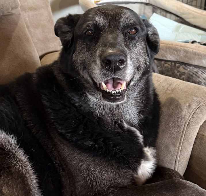 Photo of Penny
