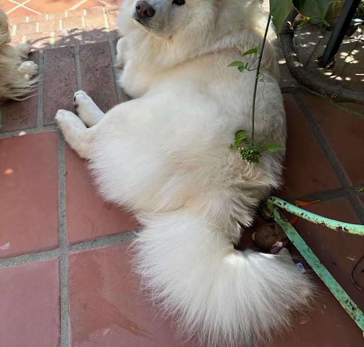 Photo of Marcello