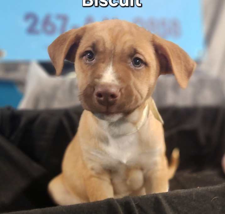 Photo of Biscuit