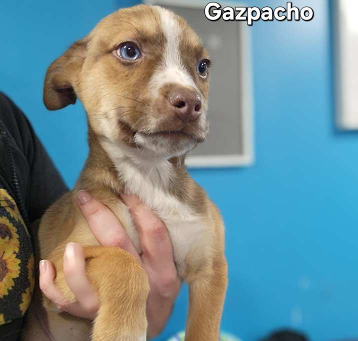 Photo of Gazpacho