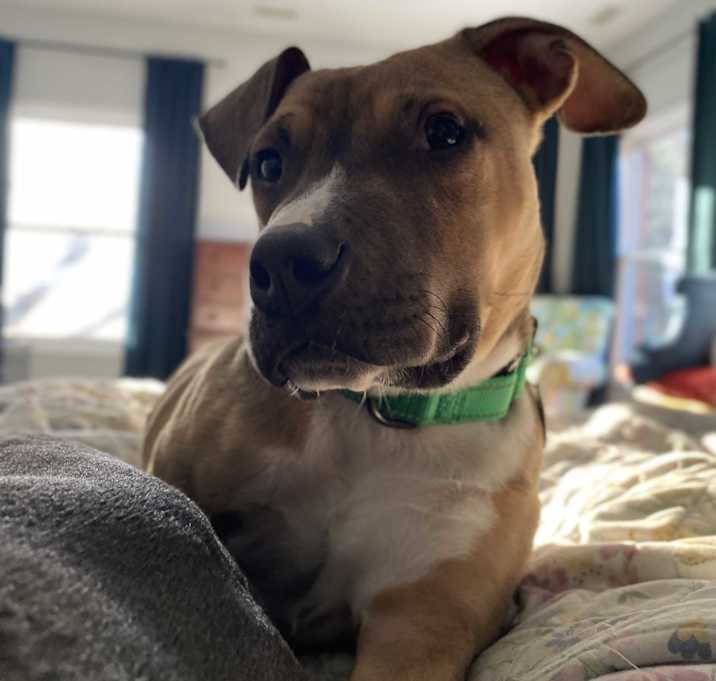 Photo of Fudge