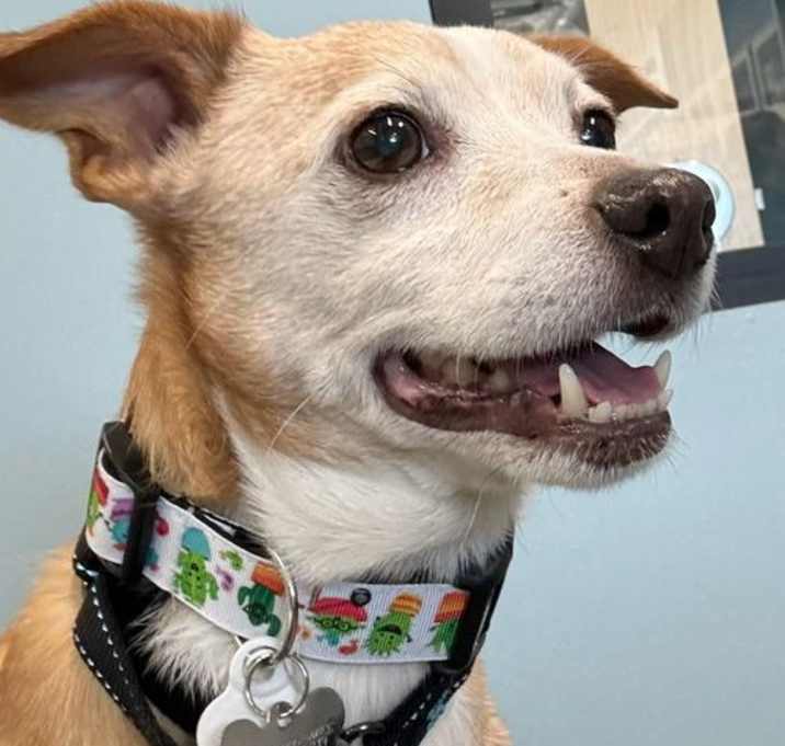 Photo of Archie